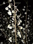 梅花吐蕊