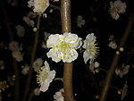 梅花吐蕊