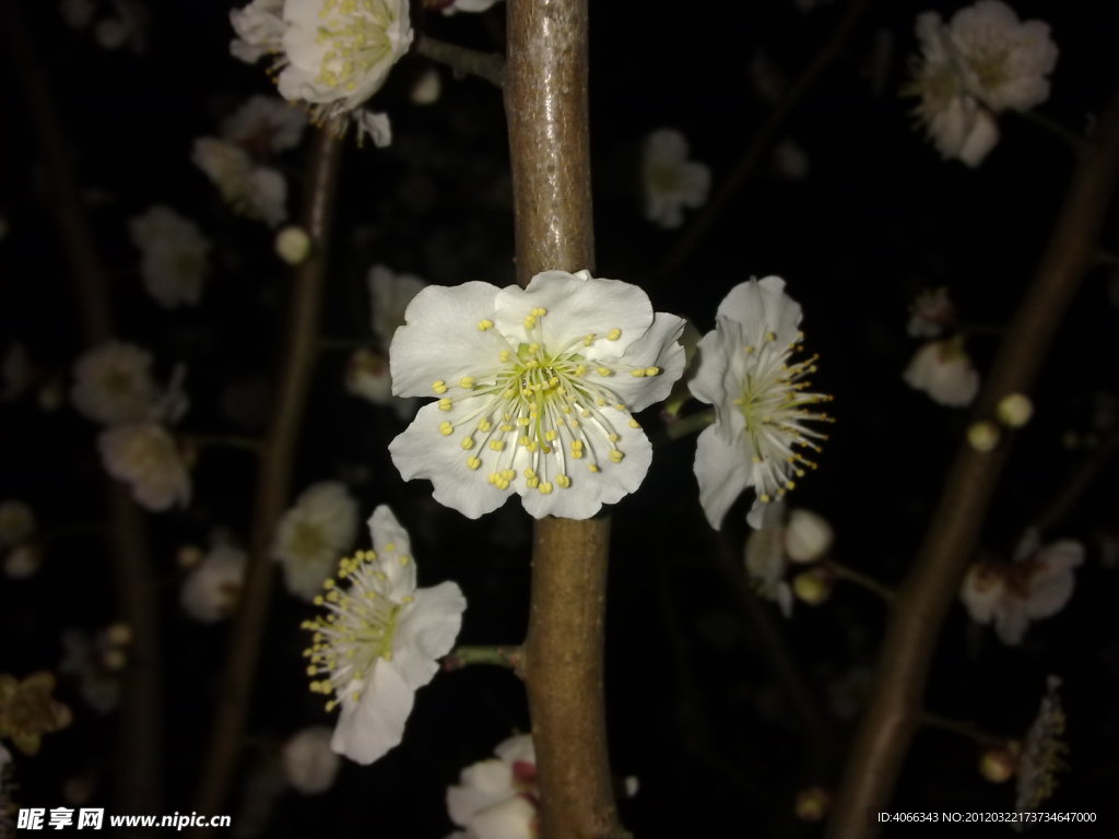 梅花吐蕊