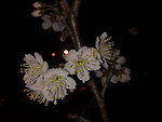 梅花吐蕊
