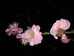 梅花吐蕊
