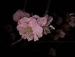 梅花吐蕊