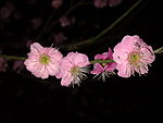梅花吐蕊