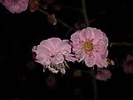 梅花吐蕊