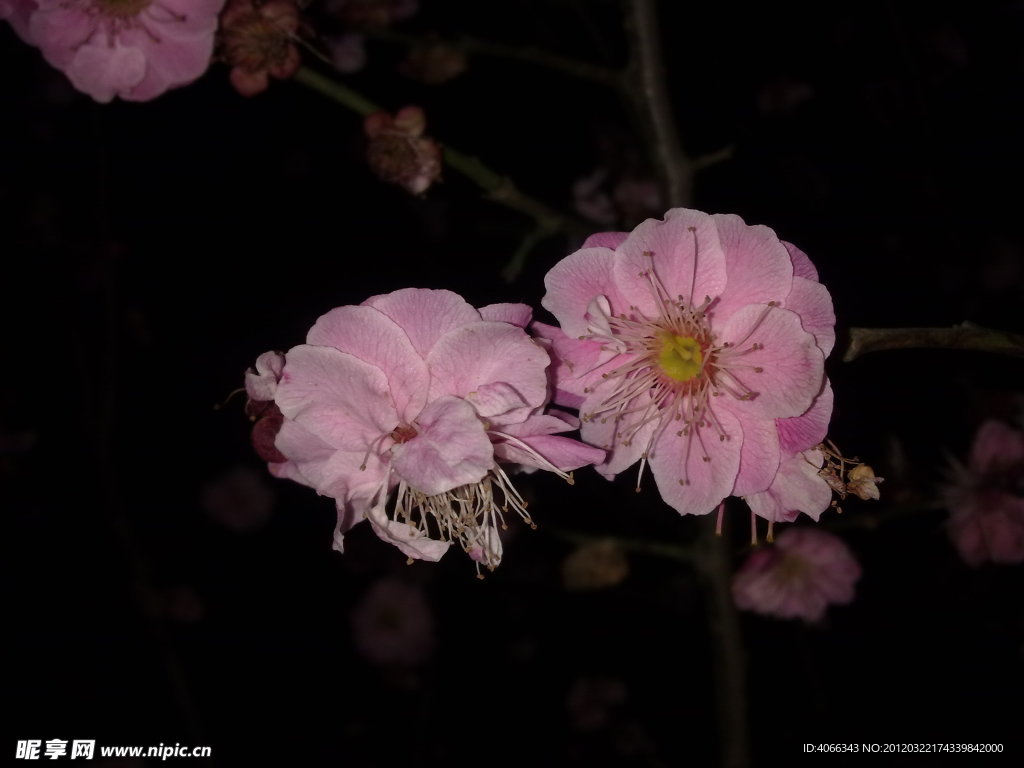 梅花吐蕊