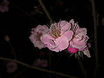 梅花吐蕊