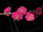 梅花吐蕊