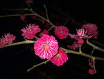 梅花吐蕊