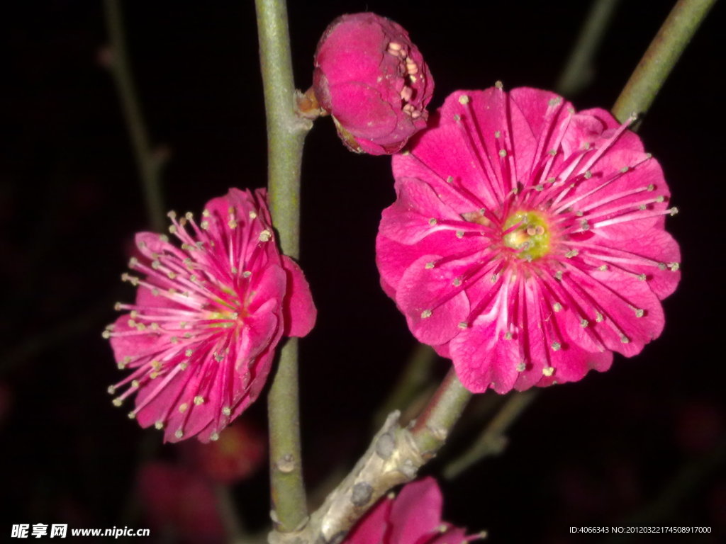 梅花吐蕊