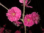 梅花吐蕊