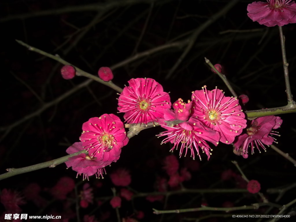 梅花吐蕊