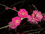 梅花吐蕊