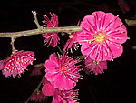 梅花吐蕊