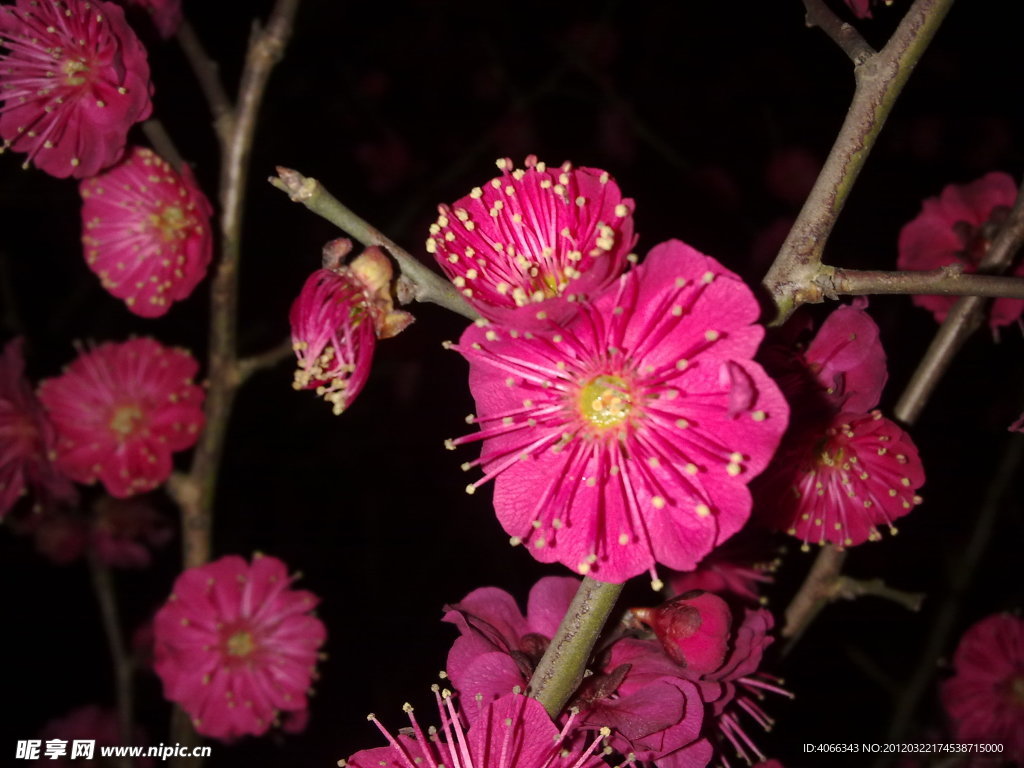 梅花吐蕊