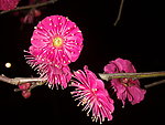 梅花吐蕊