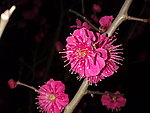 梅花吐蕊