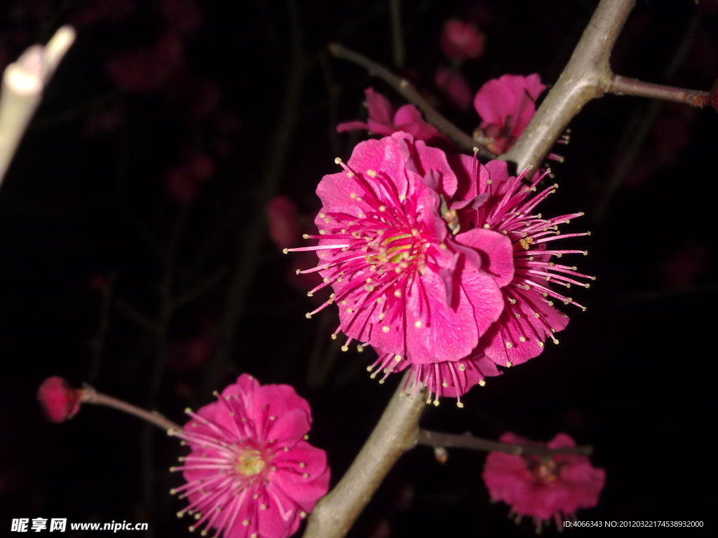 梅花吐蕊