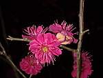 梅花吐蕊