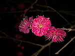 梅花吐蕊