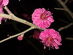 梅花吐蕊
