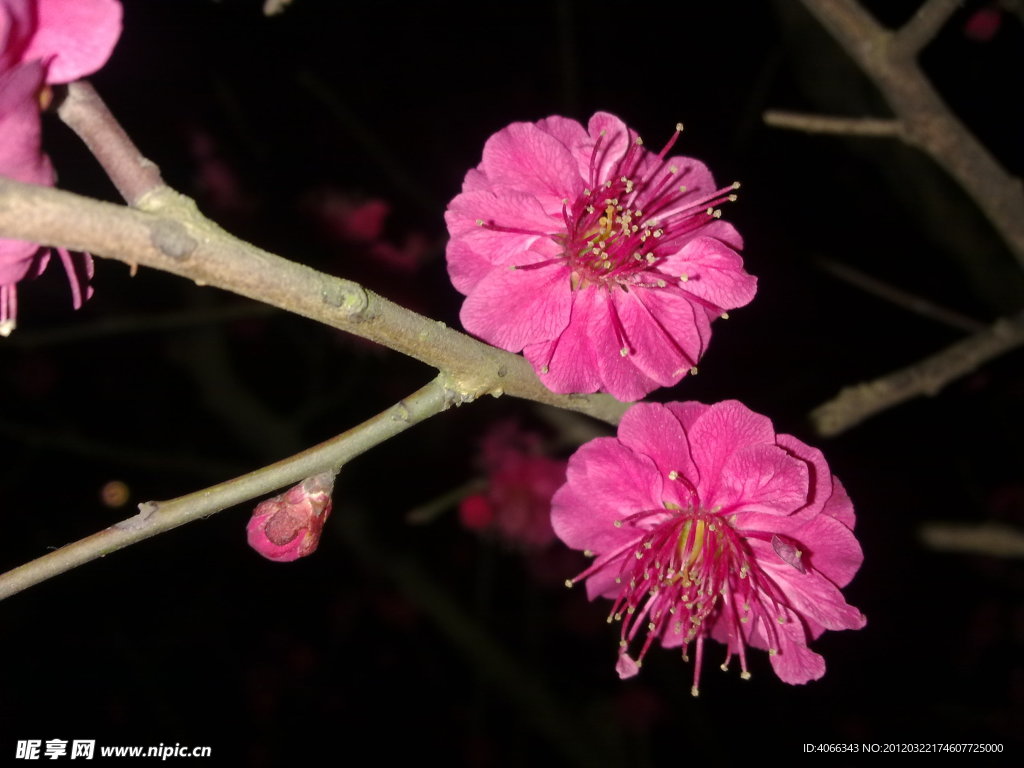 梅花吐蕊