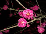 梅花吐蕊