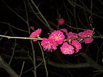 梅花吐蕊