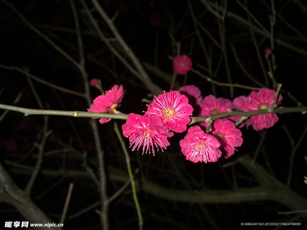 梅花吐蕊