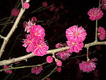 梅花吐蕊