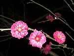 梅花吐蕊