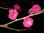 梅花吐蕊