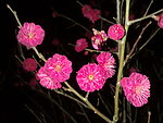 梅花吐蕊