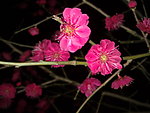 梅花吐蕊