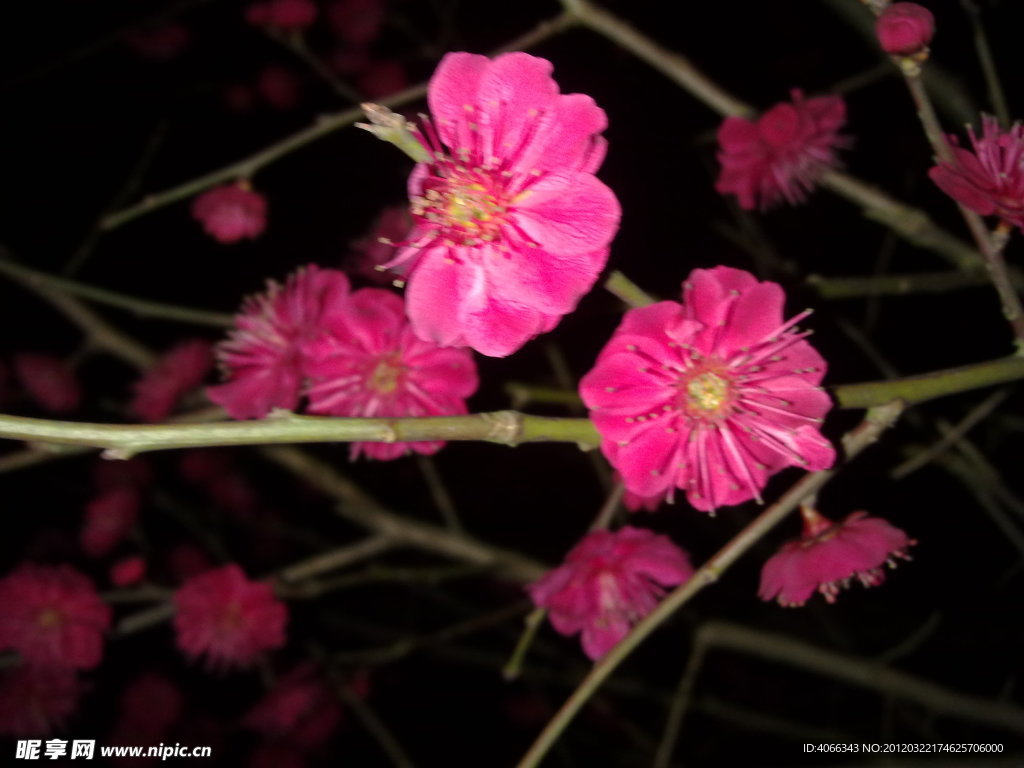 梅花吐蕊