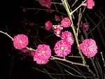 梅花吐蕊