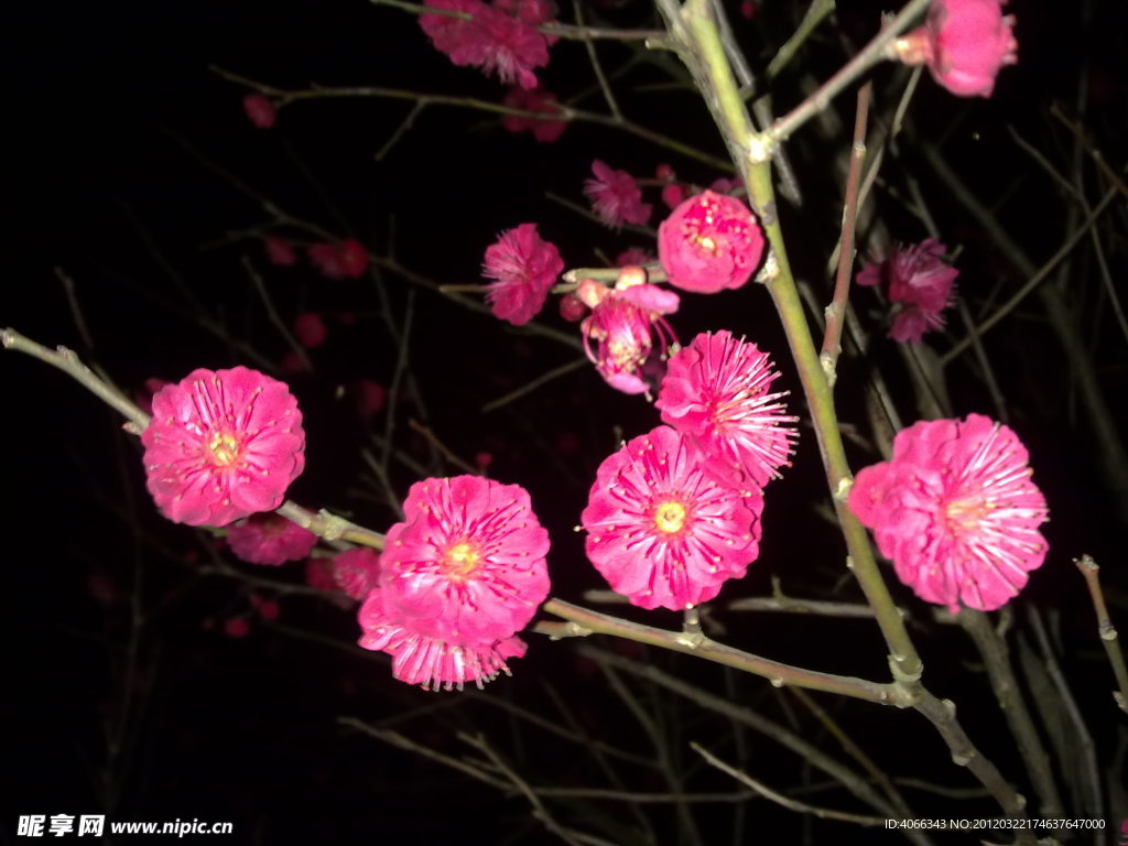 梅花吐蕊