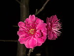 梅花吐蕊