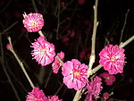 梅花吐蕊