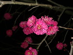 梅花吐蕊