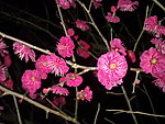 梅花吐蕊