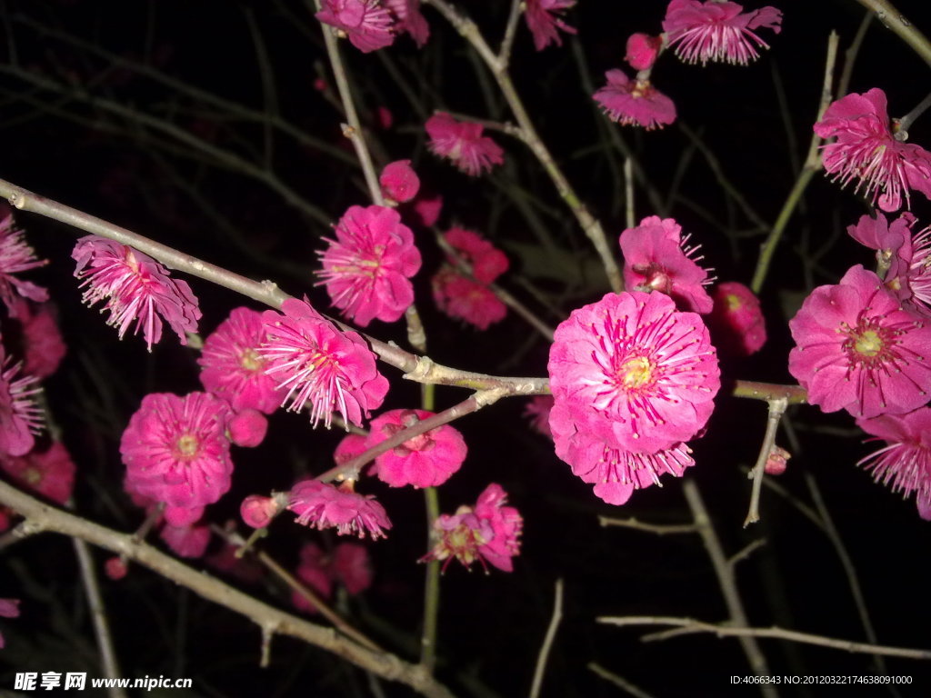 梅花吐蕊