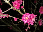 梅花吐蕊