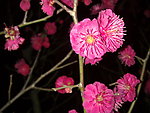梅花吐蕊