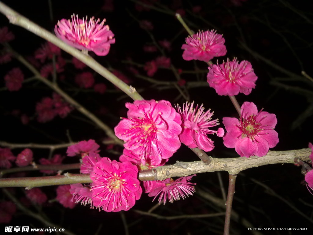 梅花吐蕊