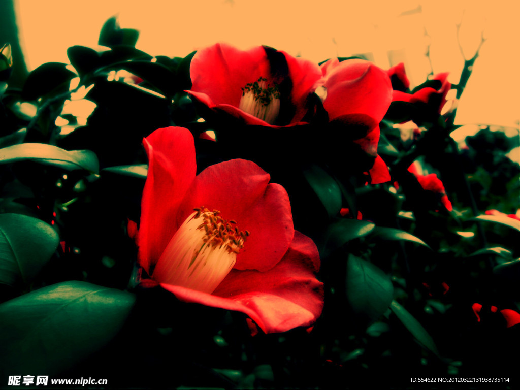 茶花