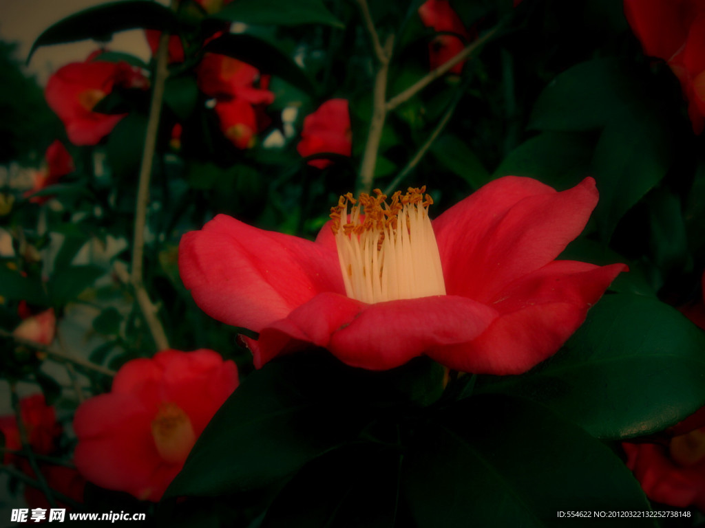 茶花