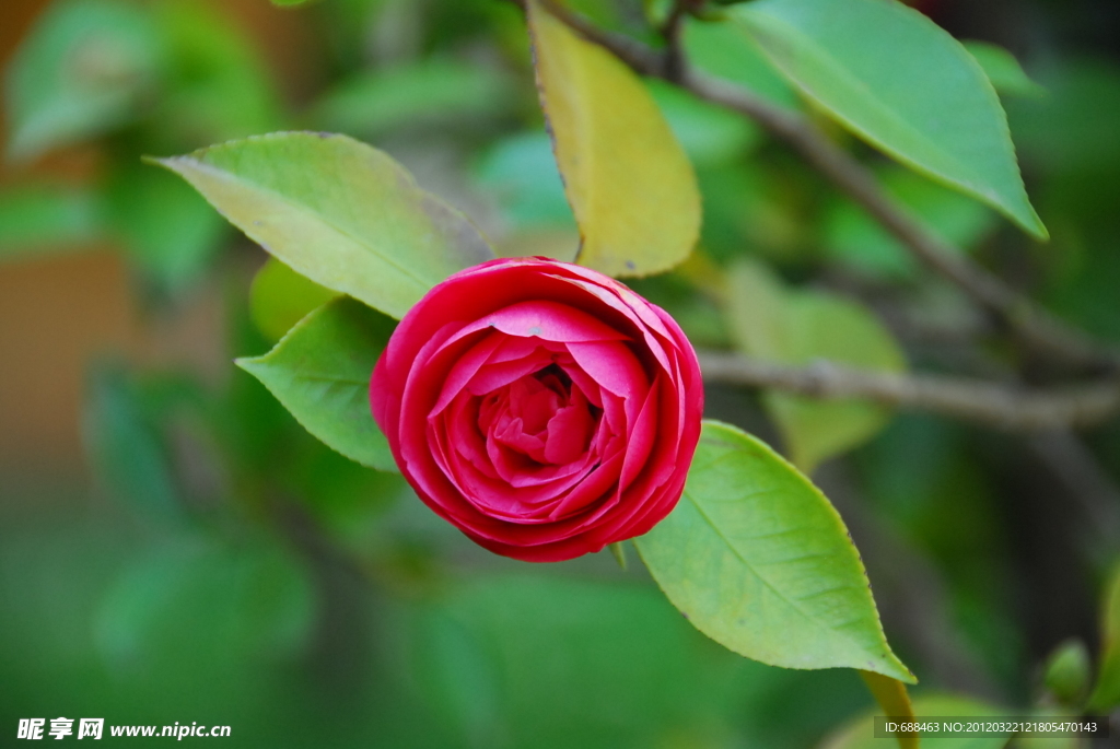 茶花