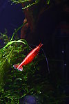 樱花虾