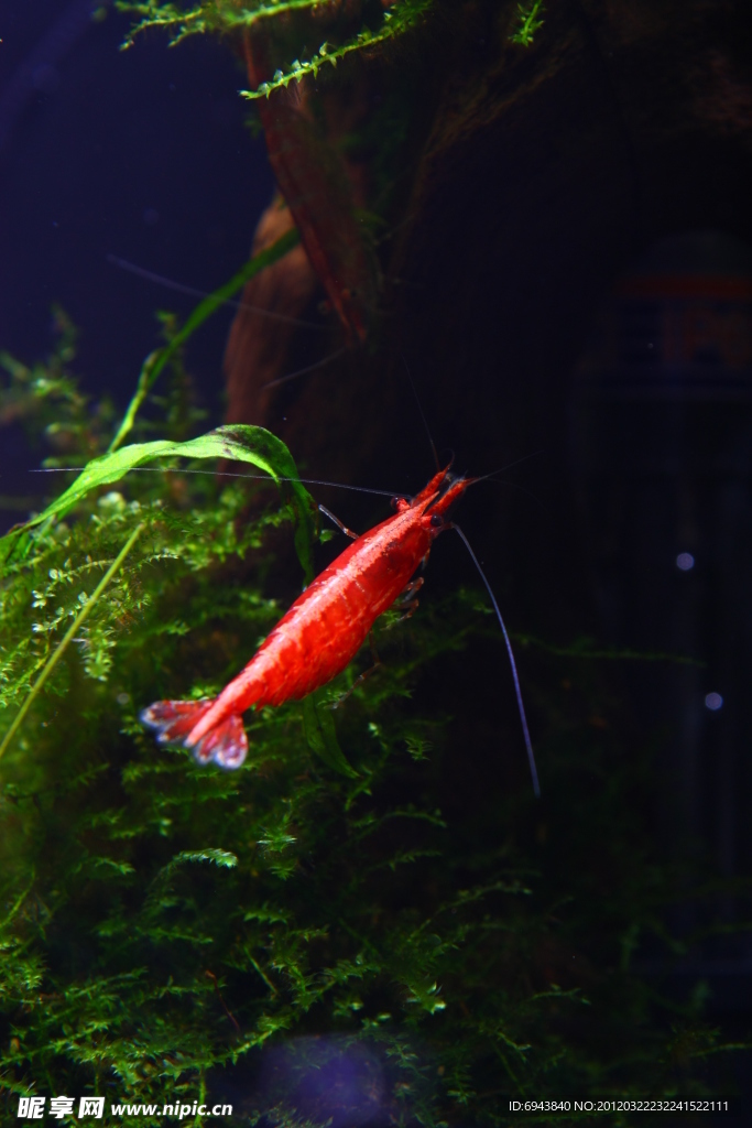 樱花虾