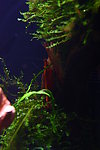 樱花虾